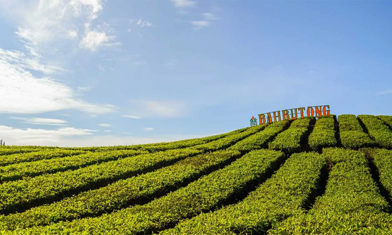 PTPN IV Konversi Lahan Kebun Teh Menjadi Kebun Sawit, Agrowisata Kebun Teh Sidamanik Terancam