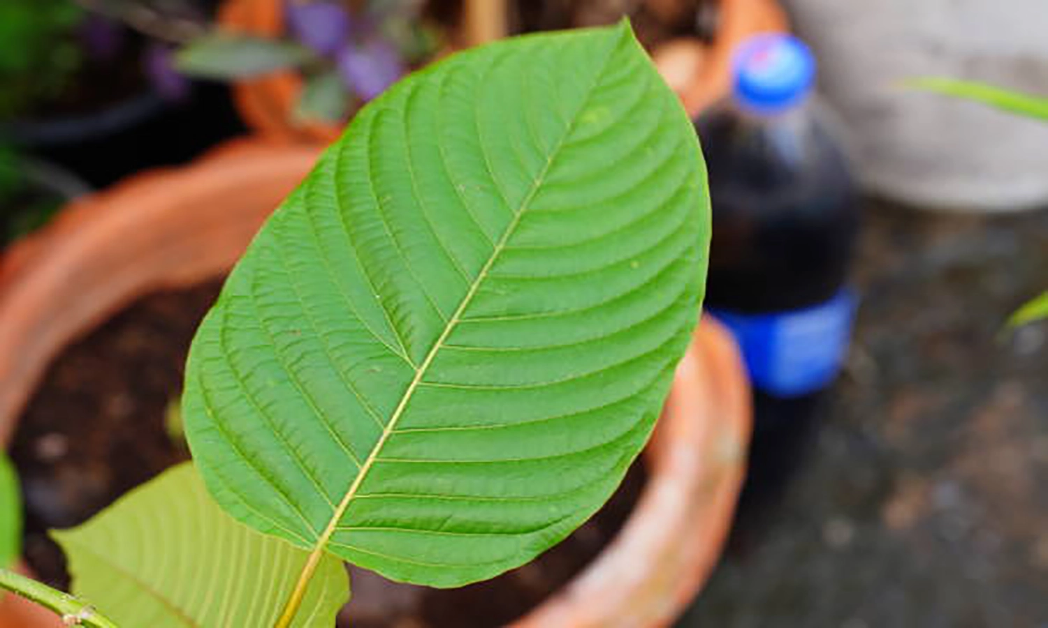 BPOM RI Larang Kratom Jadi Obat Herbal, Ini Alasannya!