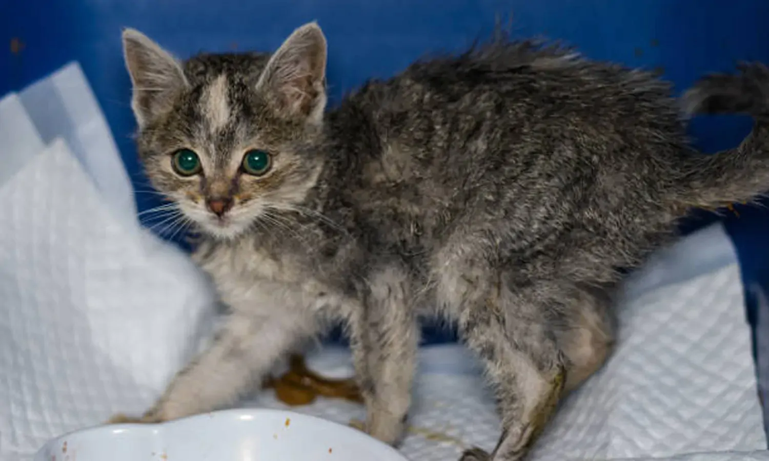 Kenali Penyebab dan Cara Mengobati Kucing Mencret yang Wajib Diketahui