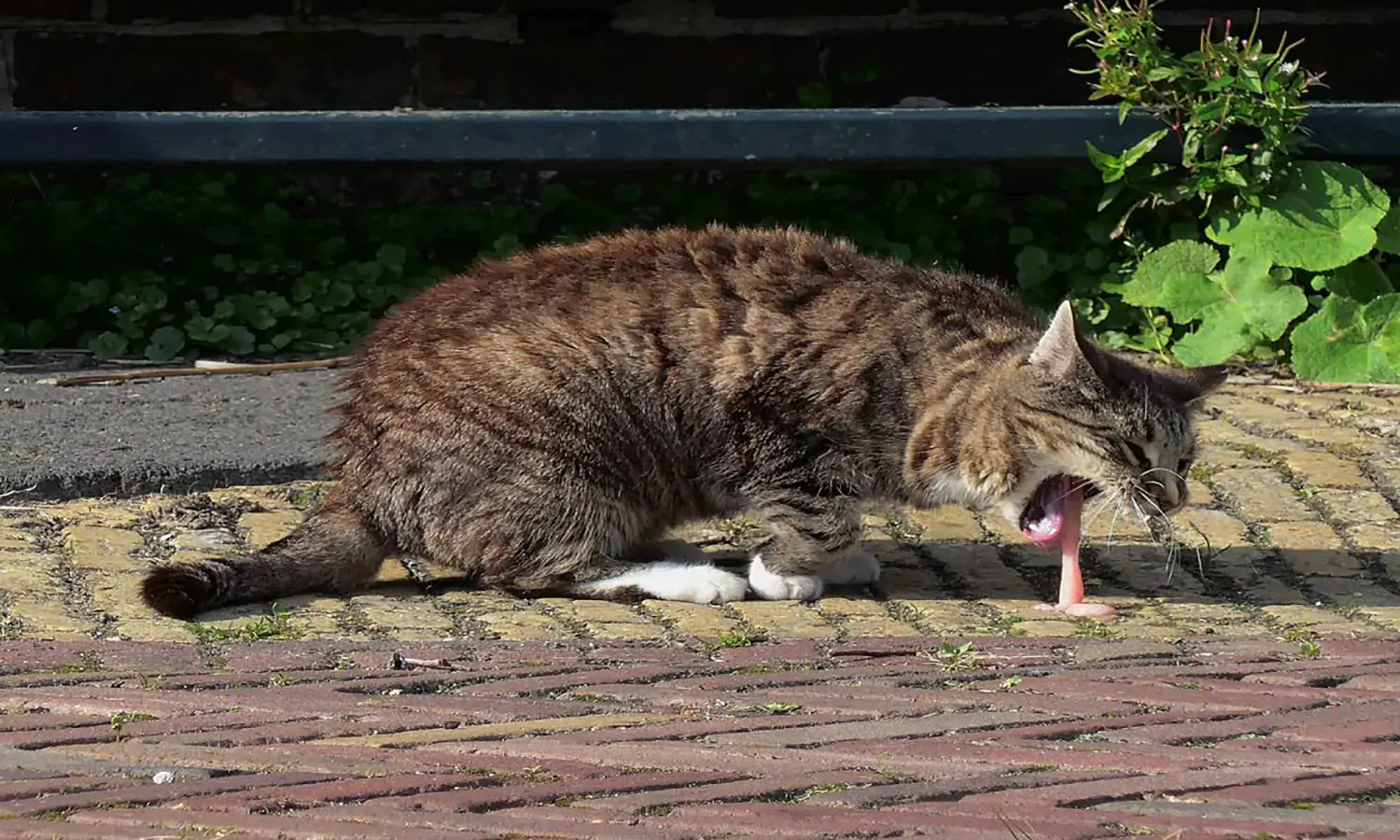 Kenali 11 Penyebab Kucing Muntah dan Cara Mengobatinya