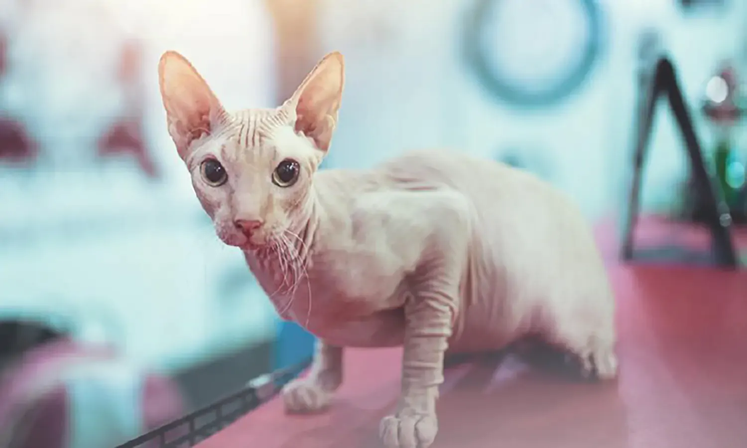 Mengenal 12 Jenis Kucing Tanpa Bulu yang Menarik untuk Dipelihara, Unik dan Lucu!