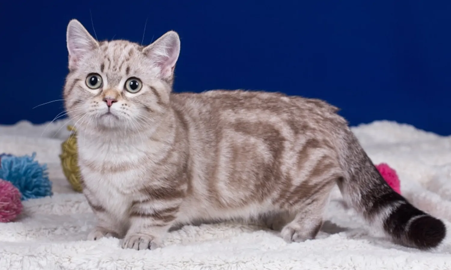 5 Spesies Kucing Terkecil di Dunia, Lucu dan Menggemaskan!
