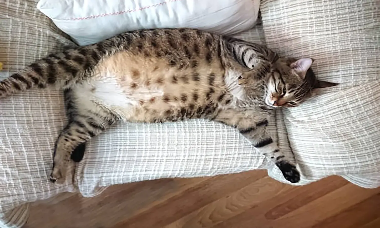 10 Posisi Tidur Kucing Hamil yang Nyaman dan Aman untuk Kesehatannya