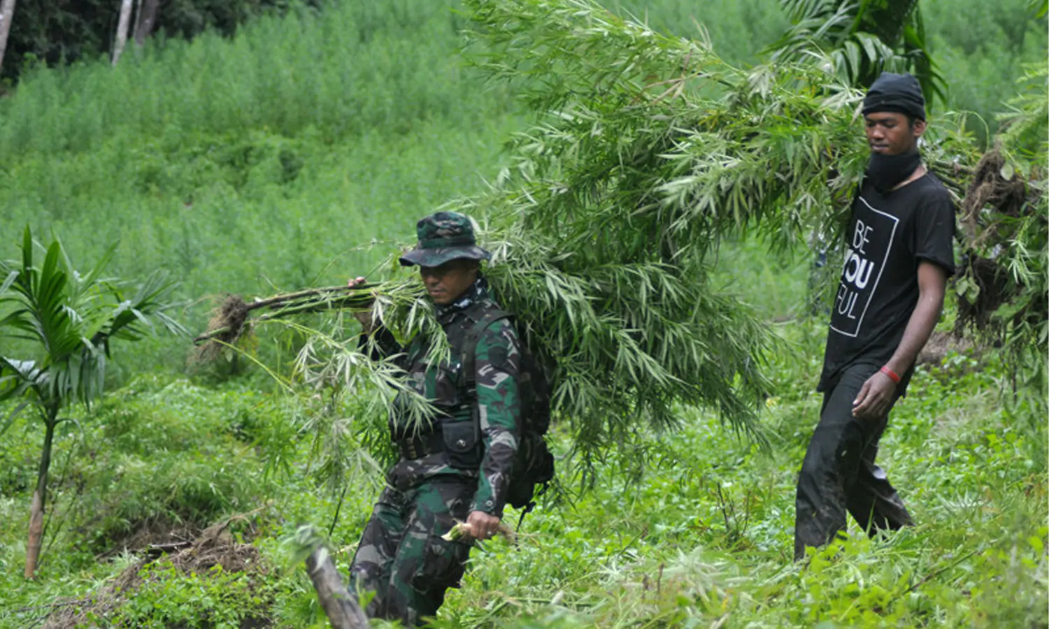 TNI Temukan 5 Hektare Ladang Ganja di Perbatasan RI-Papua Nugini