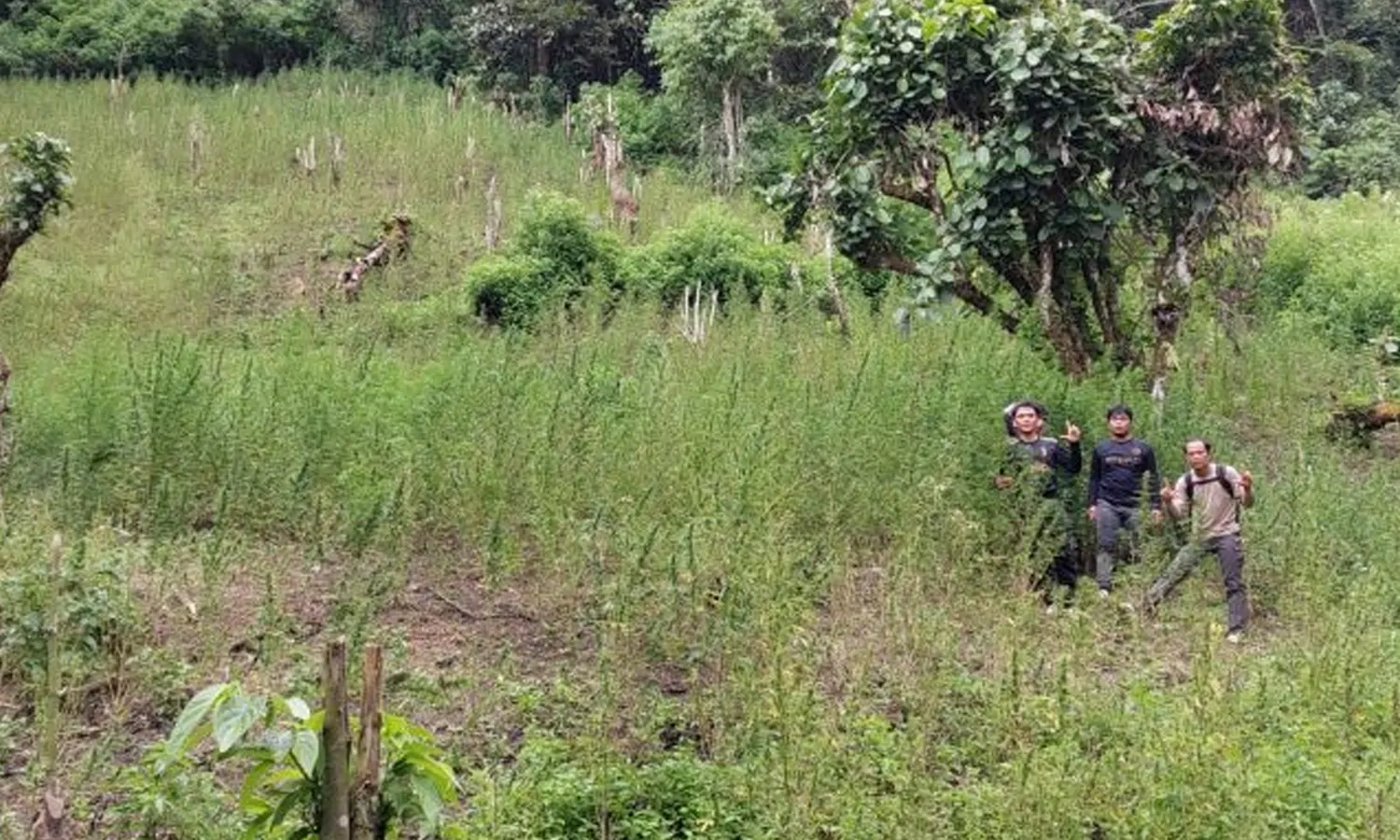 Polisi Temukan Ladang Ganja Seluas Dua Hektare di Madina