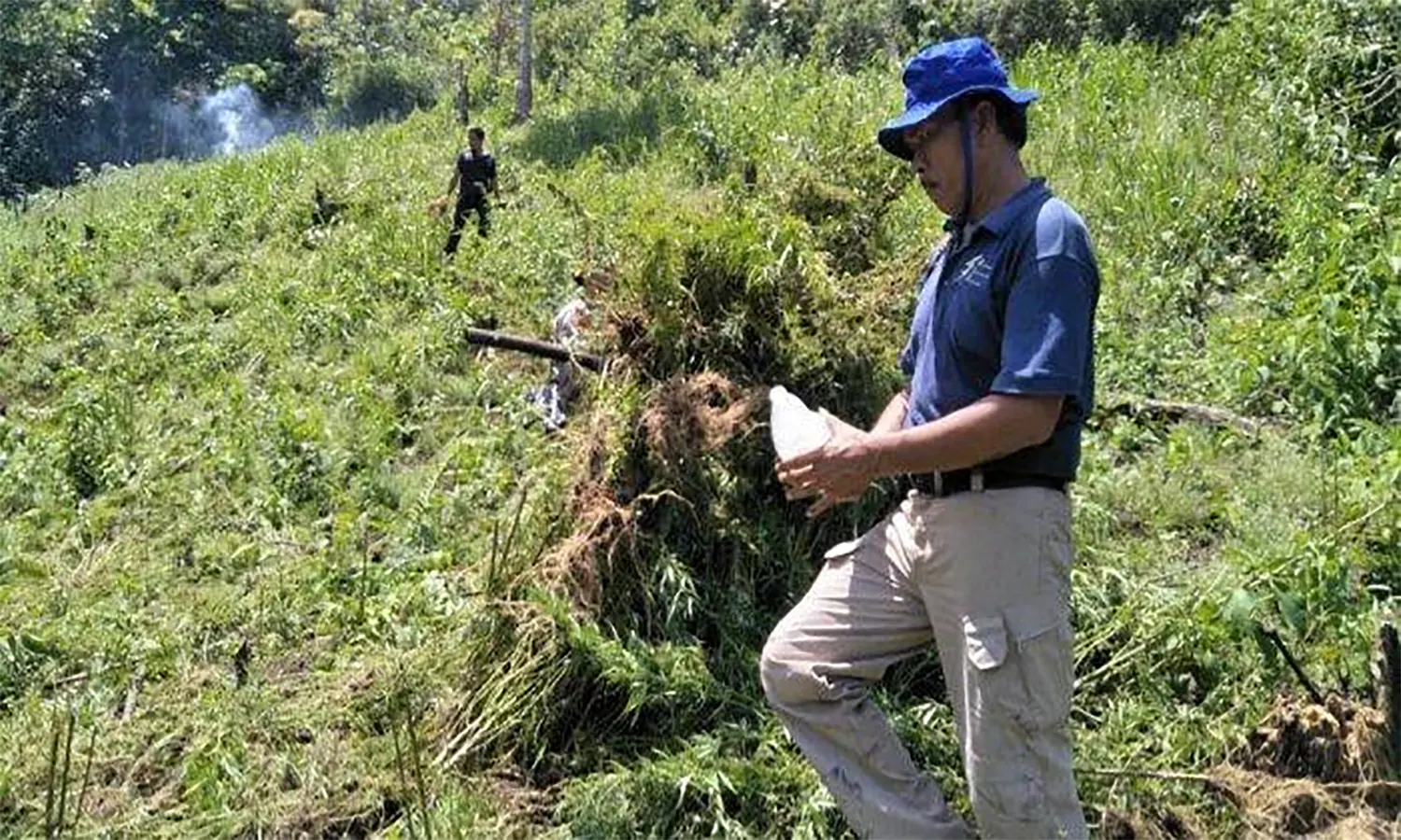 BNN Temukan Ladang Ganja Seluas 5 Hektare di Madina