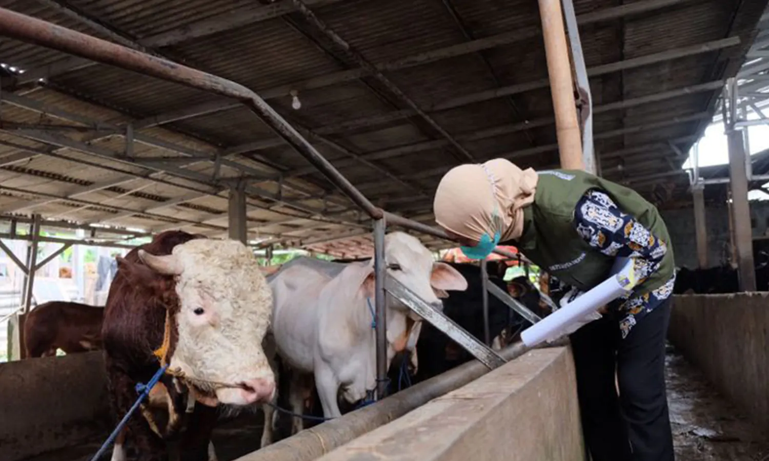 Wabah PMK Merebak, Vitamin Dan Antibiotik Hewan Ternak Langka Di Asahan