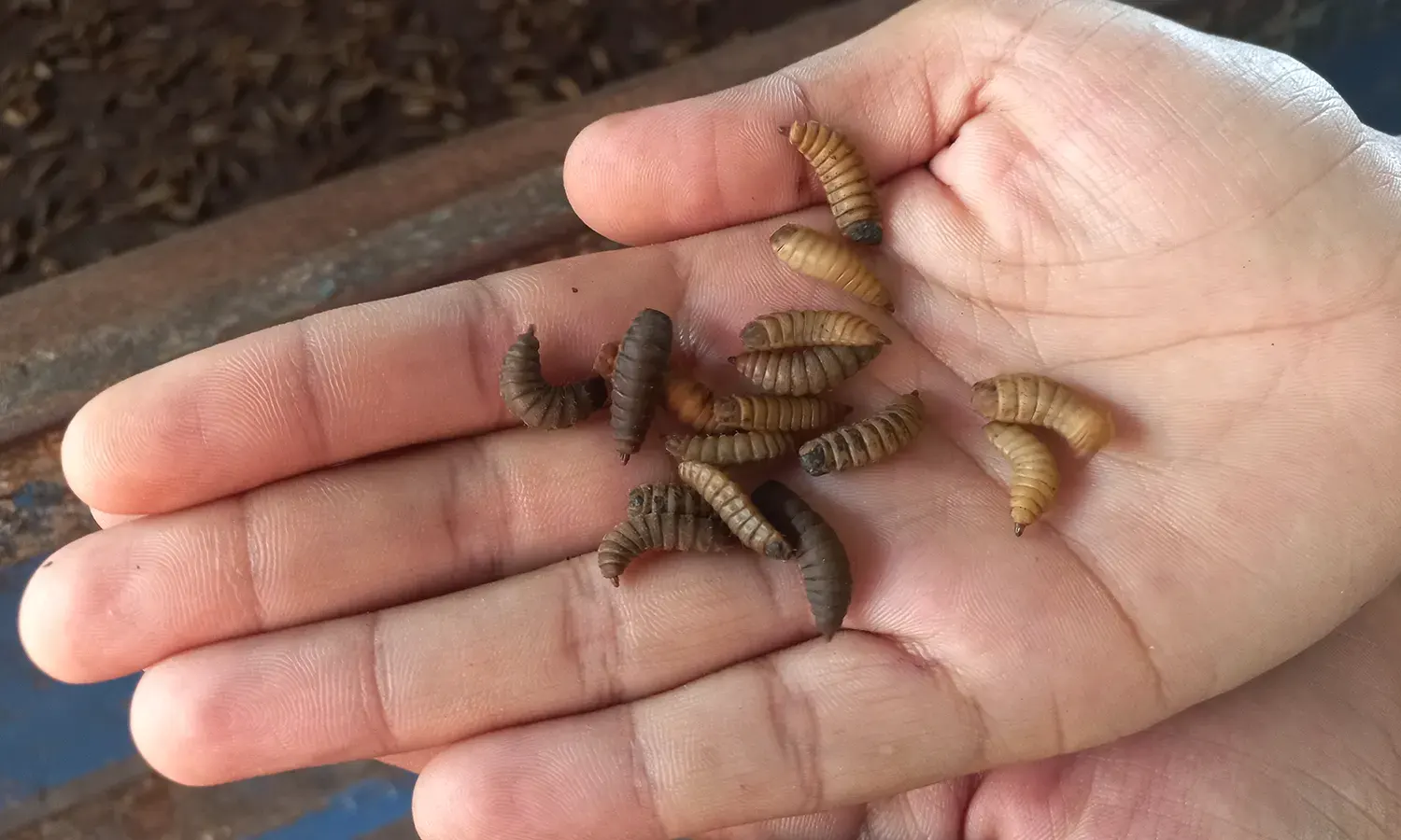 Upaya Kurangi Sampah Makanan Lewat Budidaya Maggot