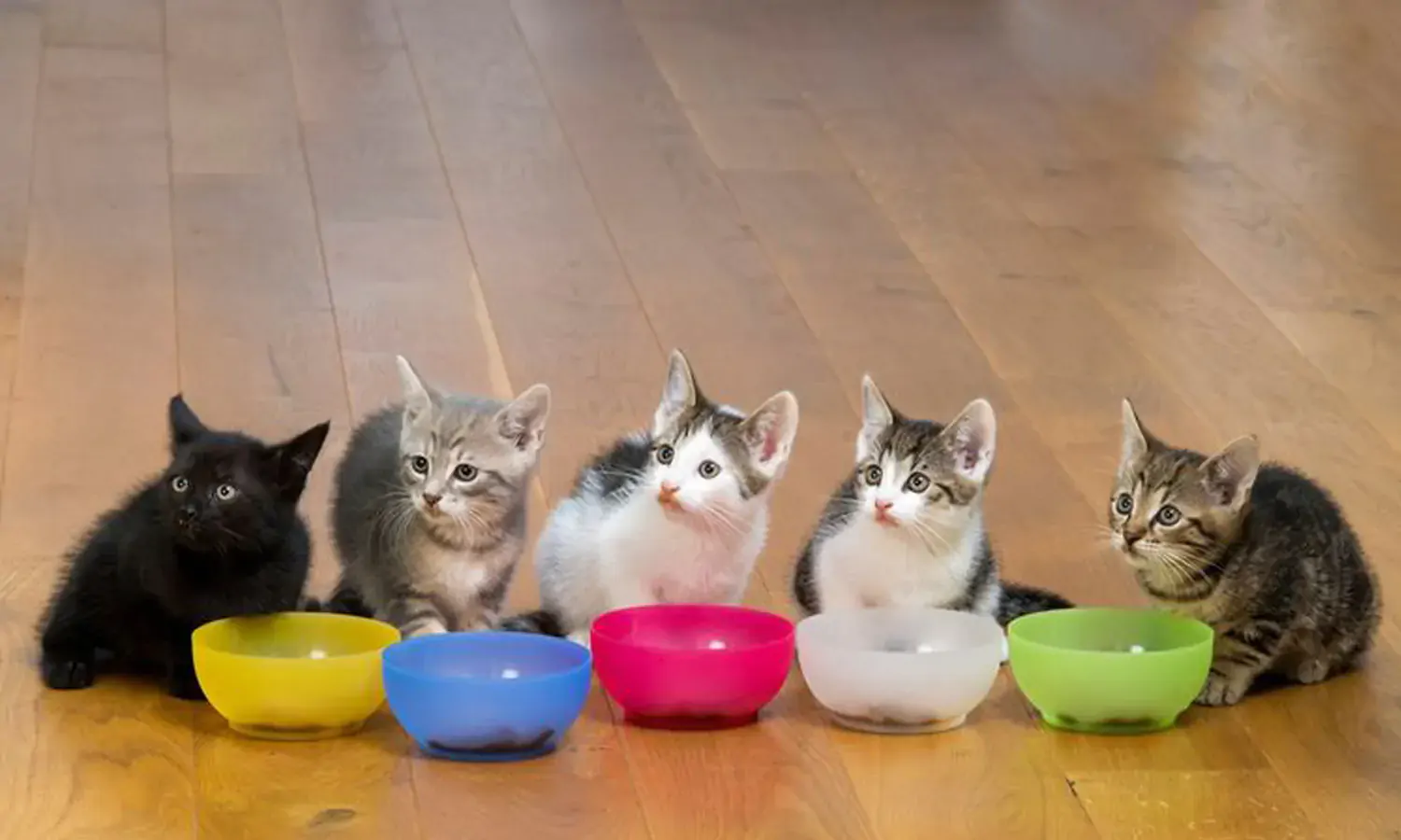 11 Makanan Anak Kucing yang Penuh Nutrisi, Bisa Dibuat Sendiri