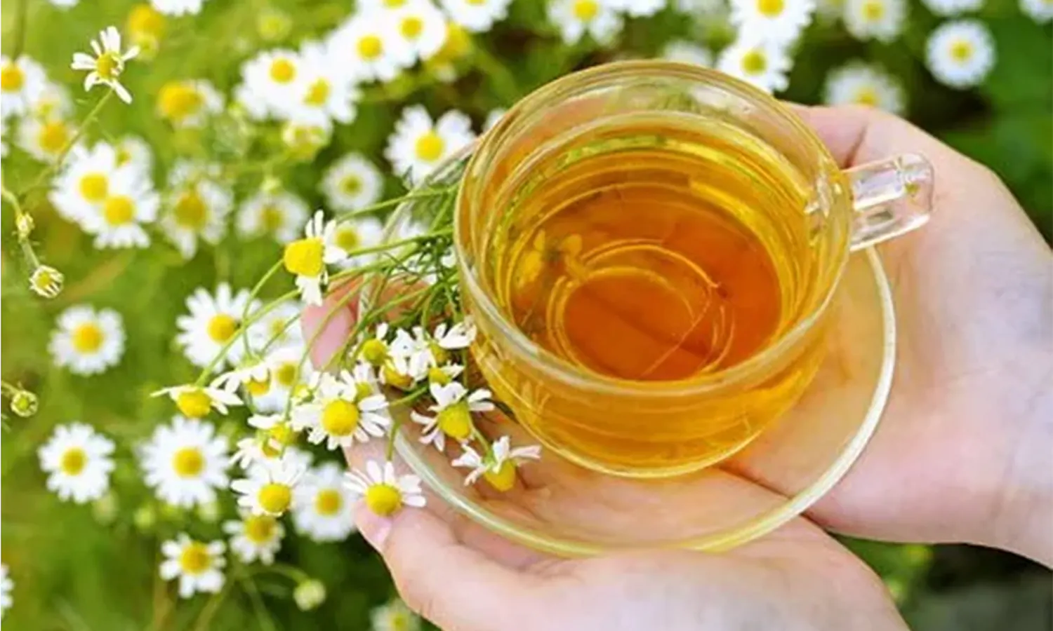 Beragam Manfaat Teh Chamomile untuk Kesehatan dan Kecantikan