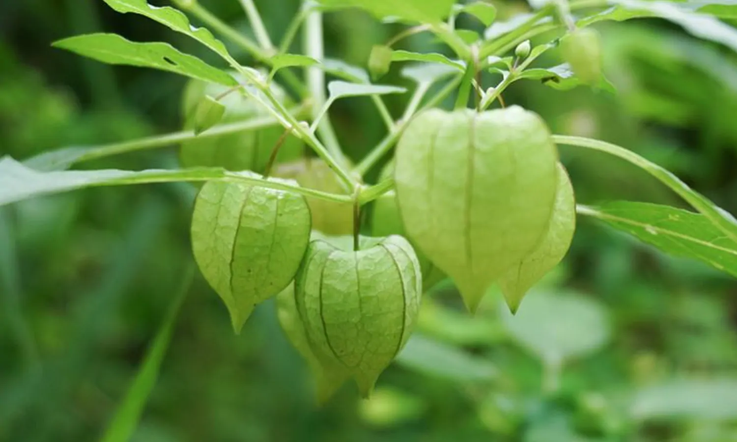 Manfaat Buah Ciplukan yang Jarang Diketahui