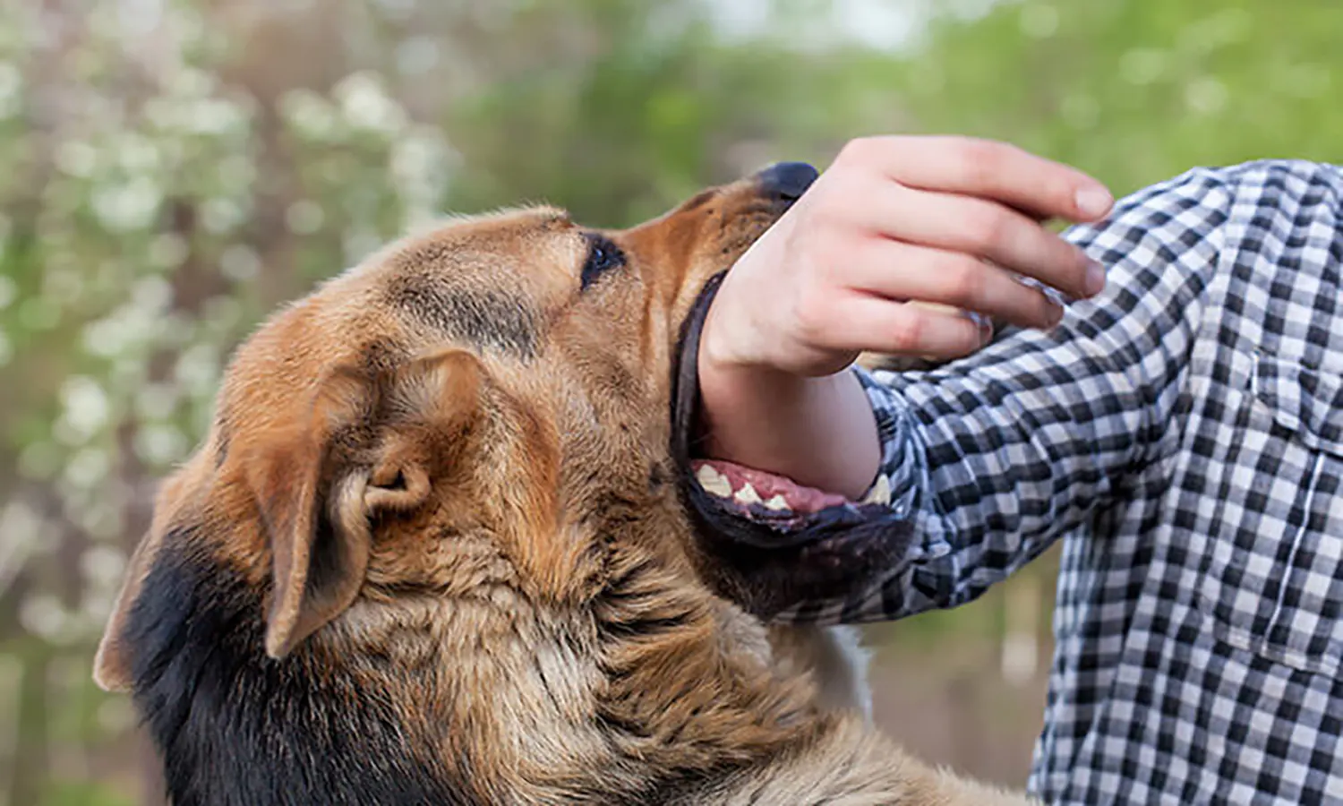 Memperingati Hari Rabies Sedunia, Kemenkes: 8 Provinsi di Indonesia Bebas Rabies Gigitan Anjing Liar