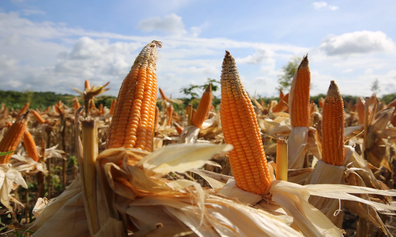 Antisipasi Krisis Pangan, Pemerintah akan Genjot Produksi Jagung
