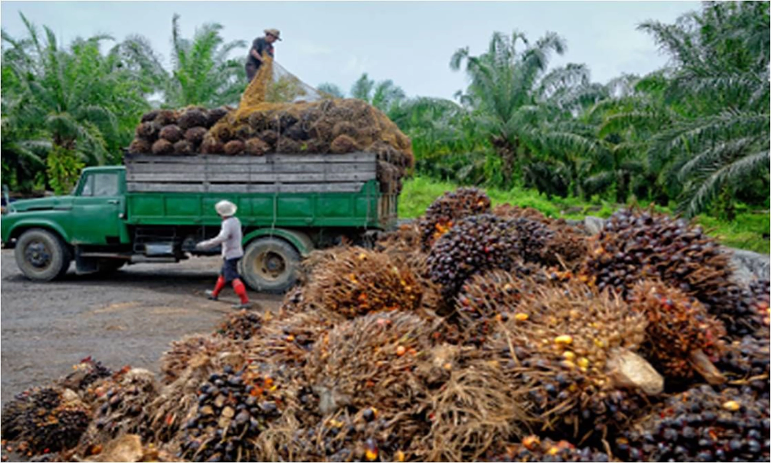 Harga Referensi CPO Menurun Drastis pada Periode 16-30 September 2023