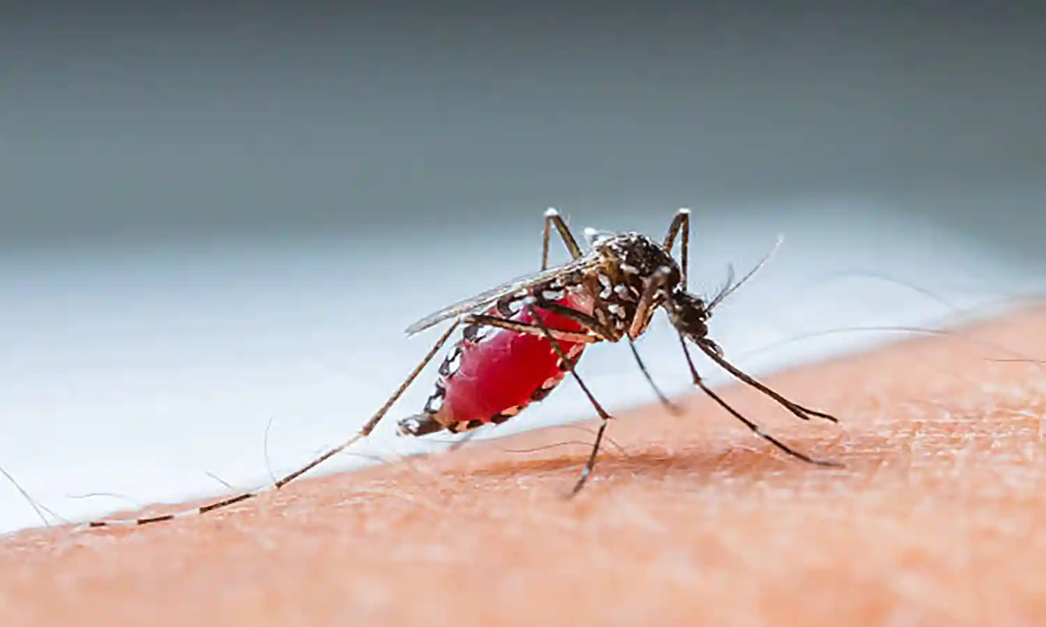Waspada Kasus DBD Meningkat, Kemenkes Ungkap Penyebabnya