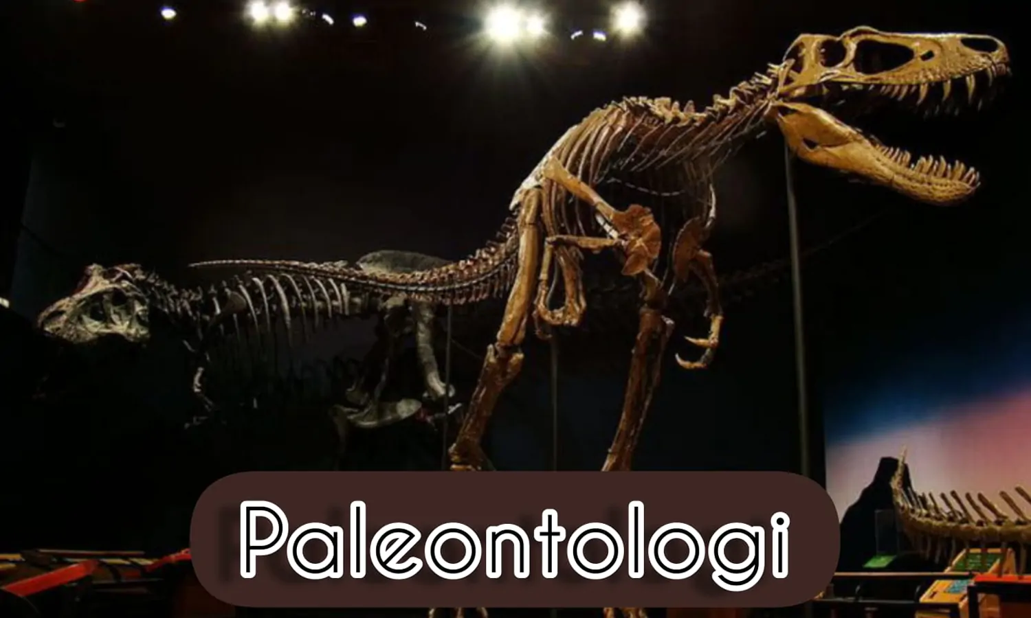 Mengenal Paleontologi: Pengertian, Manfaat, Prinsip, dan Cabangnya