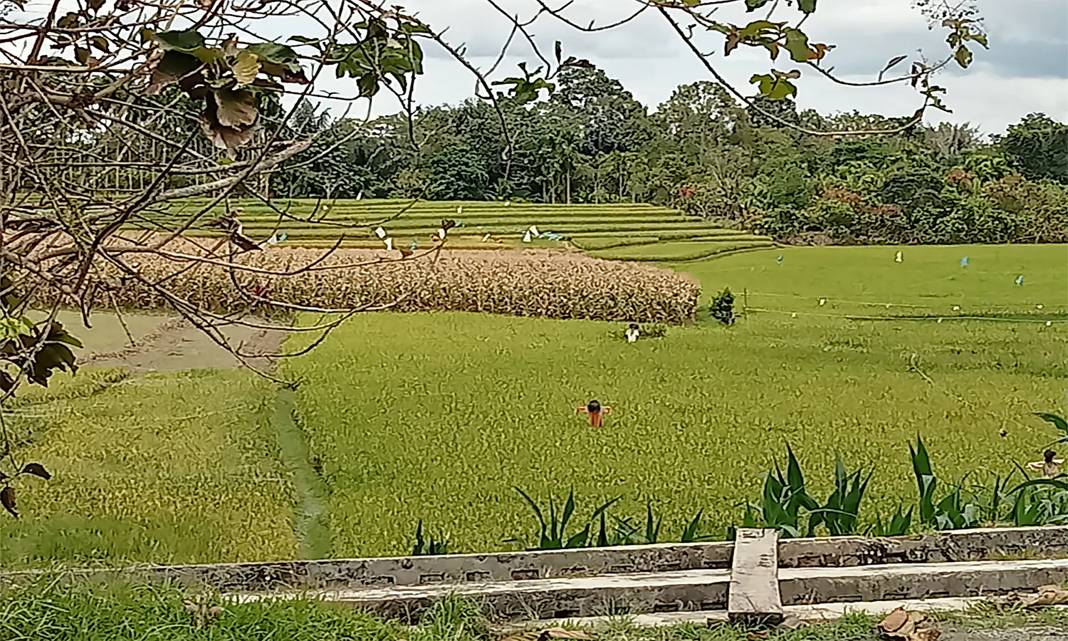 Petani Menjual Gabah ke Agen demi Utang