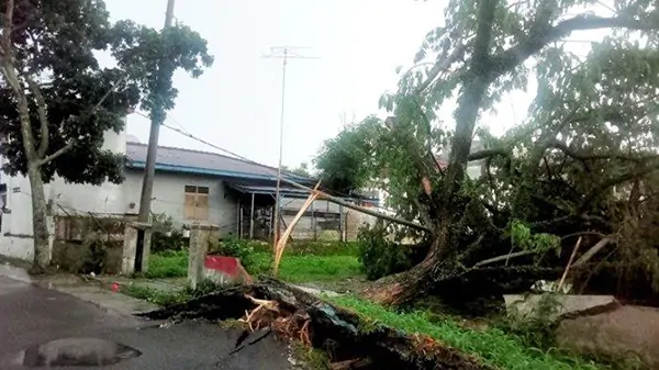 Pohon Tumbang Akibat Hujan di Pematangsiantar