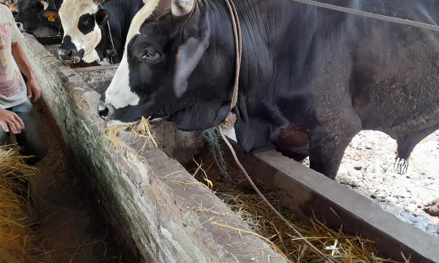 Permintaan Sapi Kurban untuk Iduladha di Pematang Siantar Melonjak: Peternak Untung, Pembeli Pentingkan Kualitas