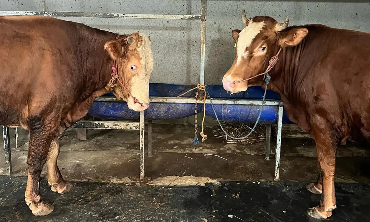 Berkurban di Hari Raya Iduladha, Mana yang Lebih Utama: Sapi Kolektif atau Kambing Sendiri?
