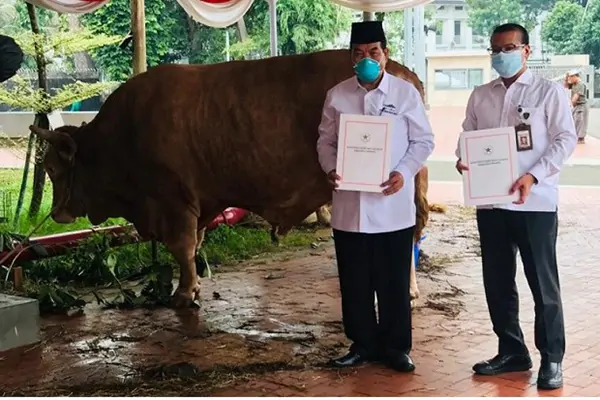 Sapi Kurban Jokowi Untuk Mesjid Istiqlal Berbobot 1.2 Ton