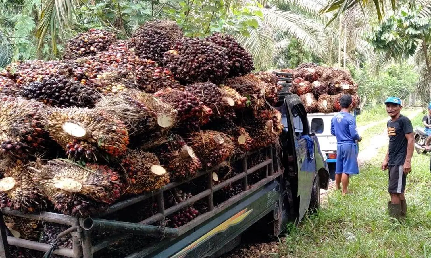 Pekan Ini, Harga TBS Sawit di Sumut Naik Jadi 2.812 per Kg