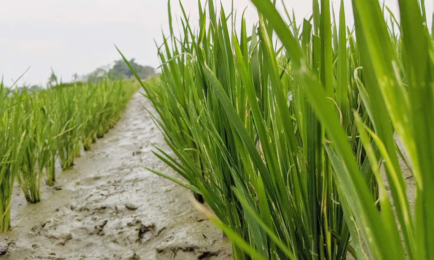 Tantangan Diversifikasi Pangan Nonberas di Pematang Siantar: Pola Pikir hingga Pengaruh Kolonialisme