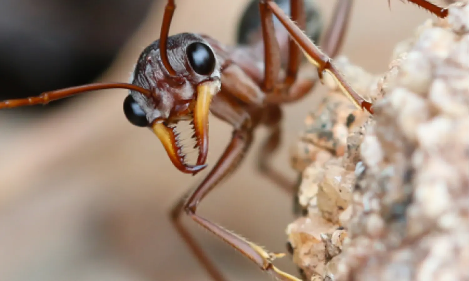 Waspada! Ini 5 Semut Paling Mematikan di Dunia
