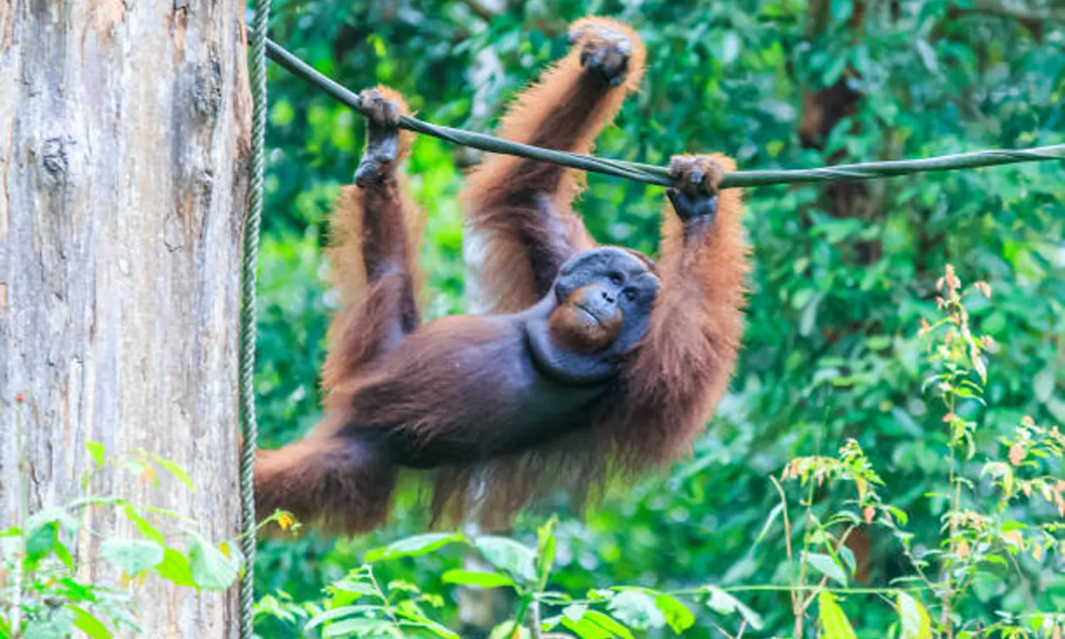 KLHK Buka Suara soal 3 Taman Nasional di Sumatra Berstatus dalam Bahaya