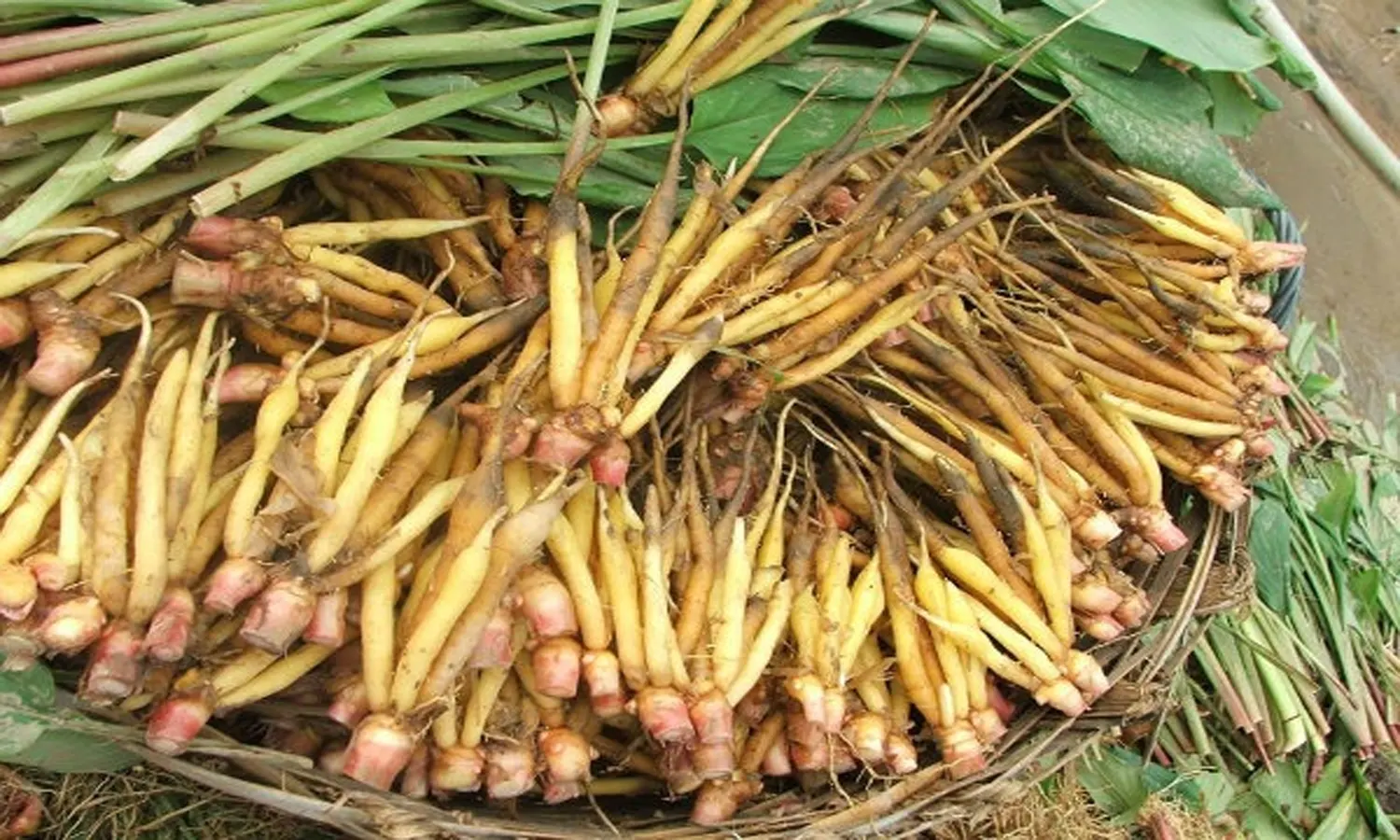 Tak Hanya sebagai Bumbu Masakan, Ini Manfaat Temu Kunci bagi Kesehatan Tubuh
