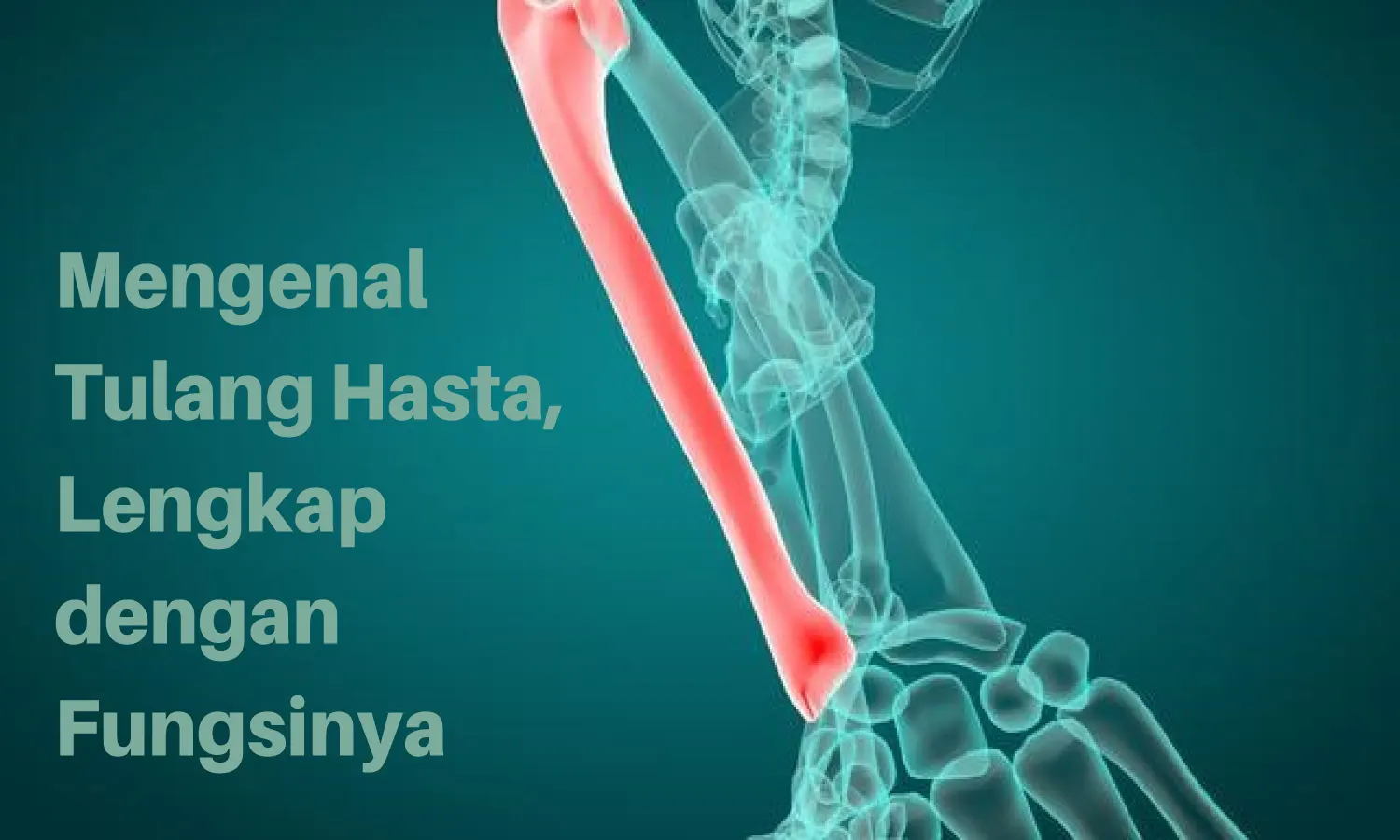 Mengenal Tulang Hasta, Lengkap dengan Fungsinya