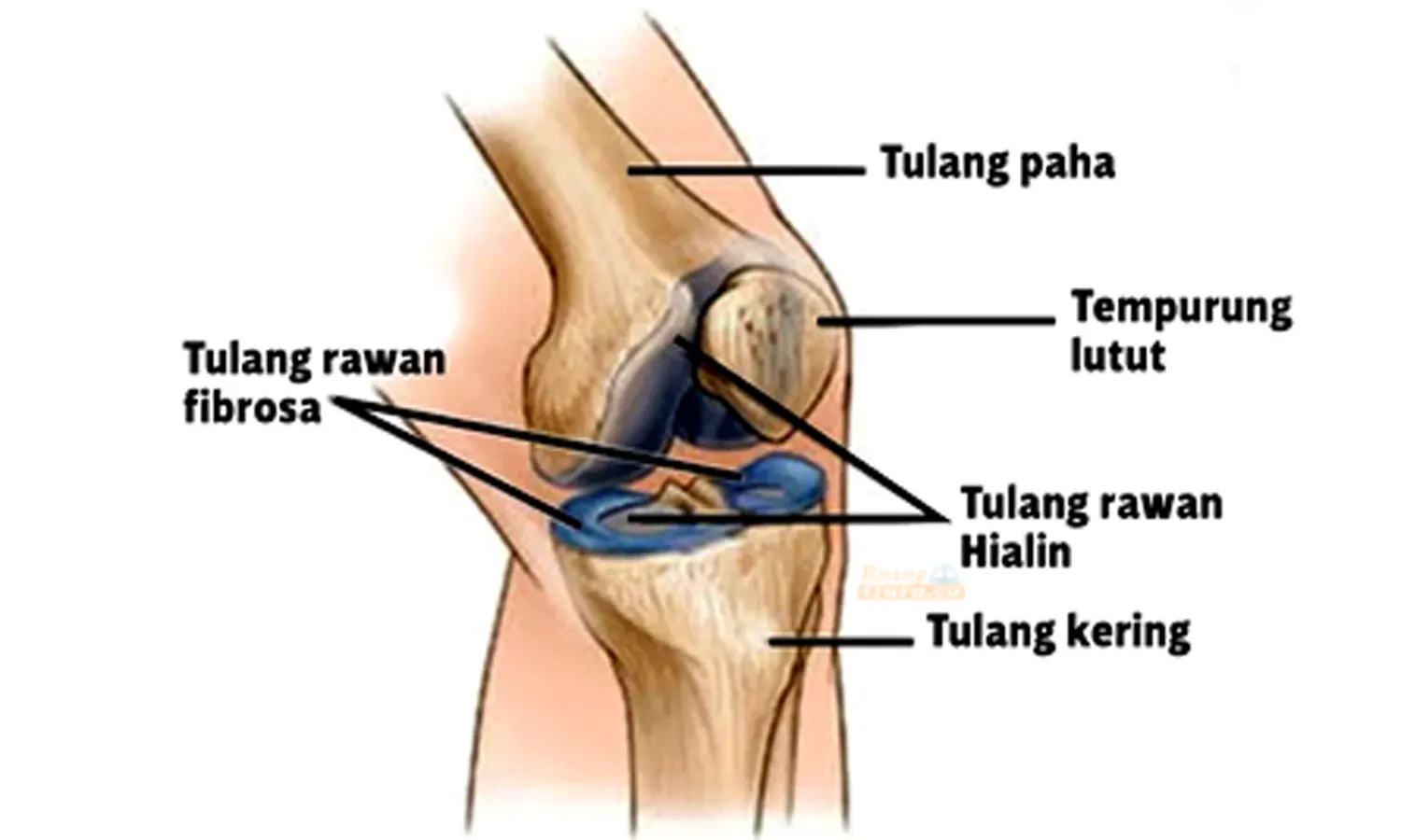 Mengenal Tulang Rawan Beserta Fungsinya Bagi Tubuh