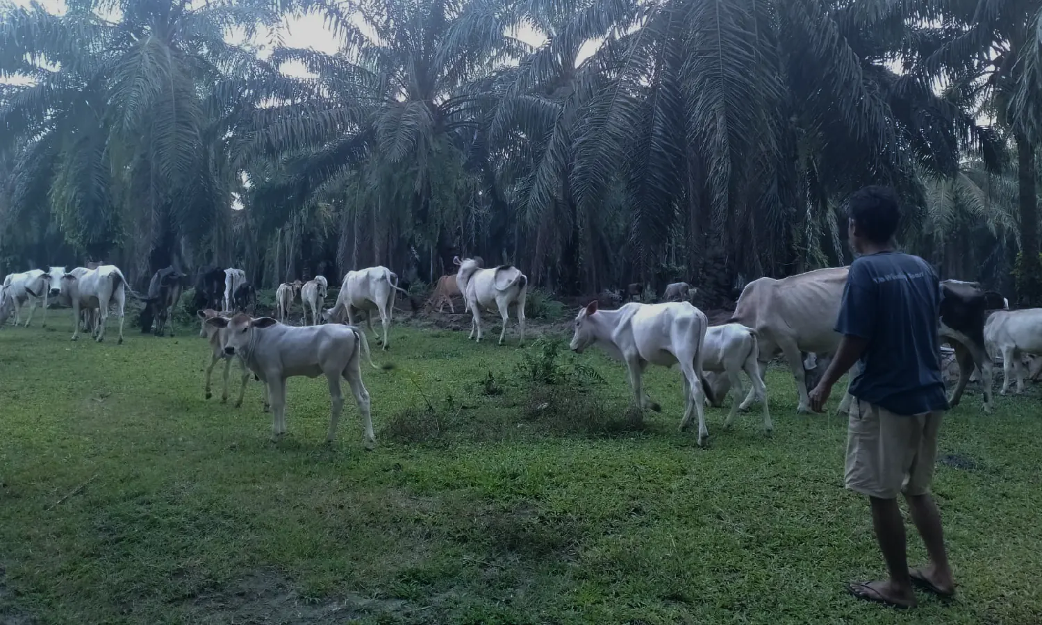 15 Ekor Lembu di Dolok Sinumba Simalungun Mati Karena PMK, Kerugian Tembus Rp85 Juta
