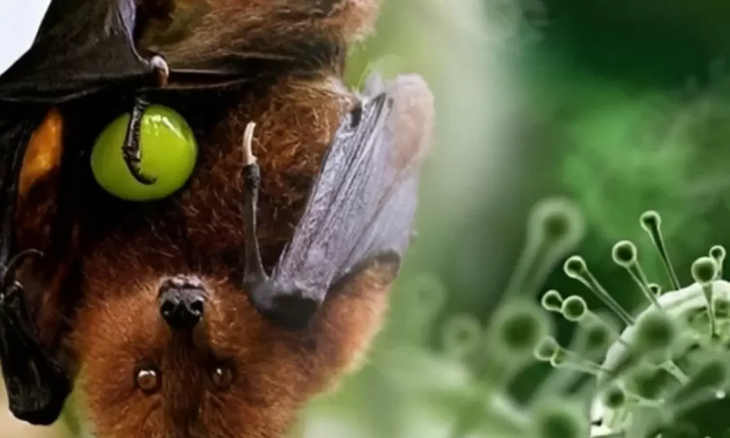 Virus Nipah Melanda India, Yuk Kenali Gejala dan Cara Pencegahannya