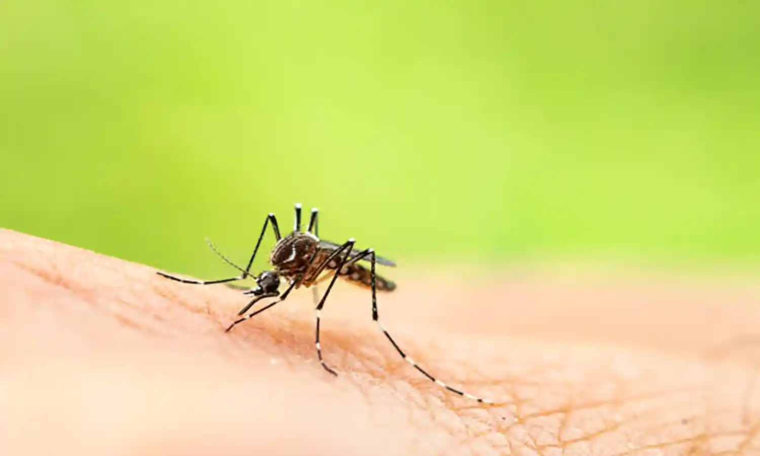 Diklaim Mampu Turunkan Penularan DBD, Apa Itu Nyamuk Wolbachia?