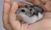 parboaboa