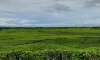 parboaboa