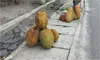 parboaboa