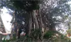 parboaboa