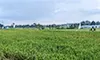 parboaboa