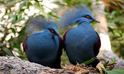 burung puyuh