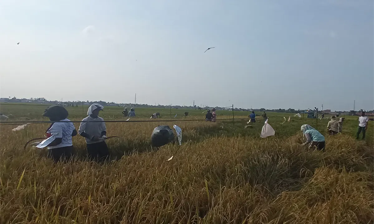 petani