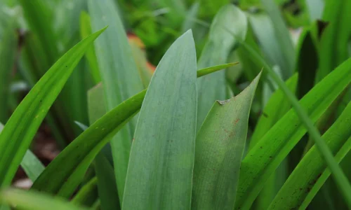 Manfaat Daun Suji