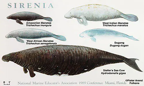 Ikan dugong