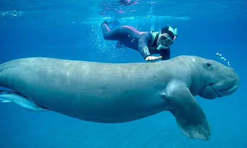 Ikan dugong