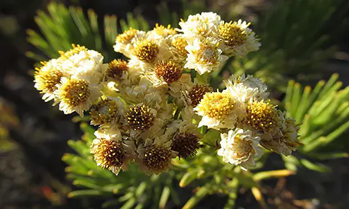 Bunga edelweis