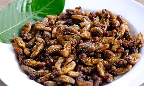 makanan ekstrem thailand