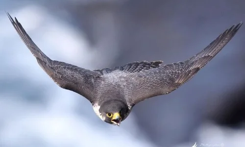 Burung falcon