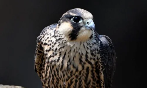 Burung falcon