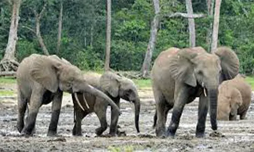 Gajah afrika